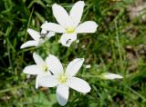 Cerastium bungeanum. Цветки. Кыргызстан, Чуйская обл., Аламудунский р-н, долина р. Ала-Арча, терраса. 27.05.2019.