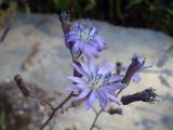 Lactuca sibirica