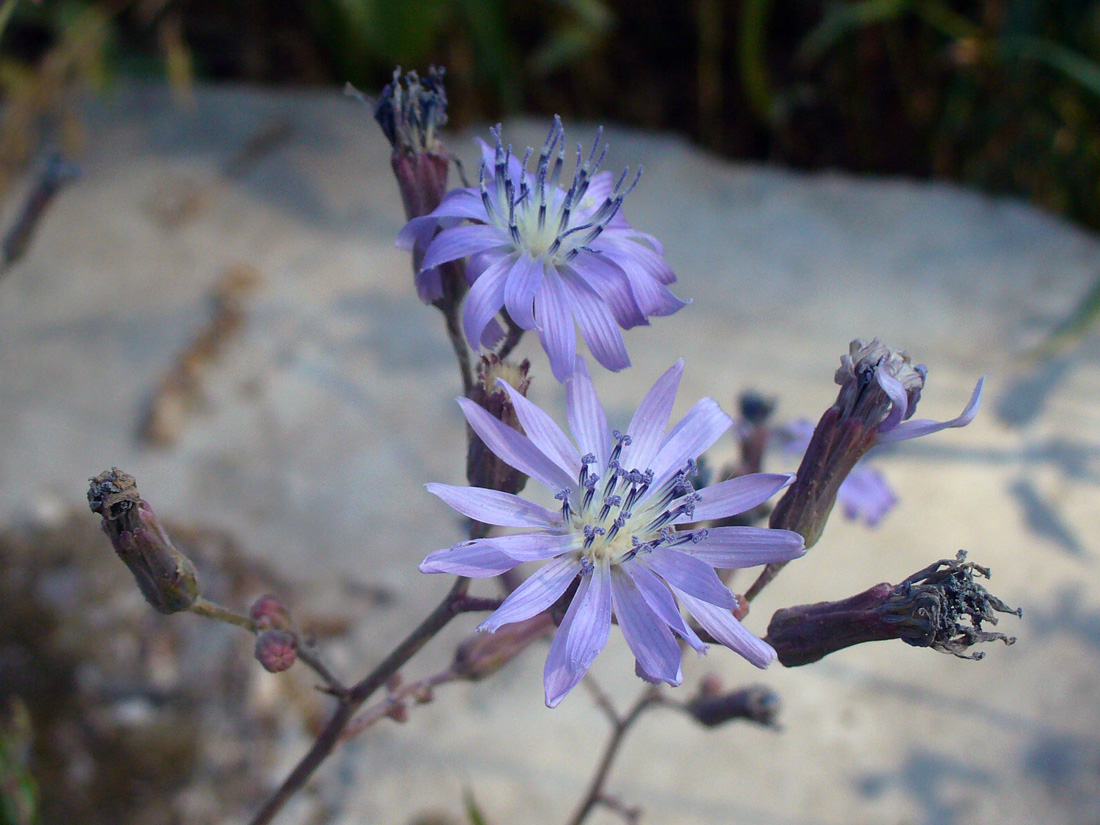 Изображение особи Lactuca sibirica.