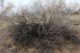 Calligonum leucocladum