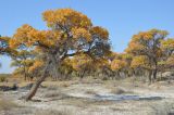 Populus diversifolia