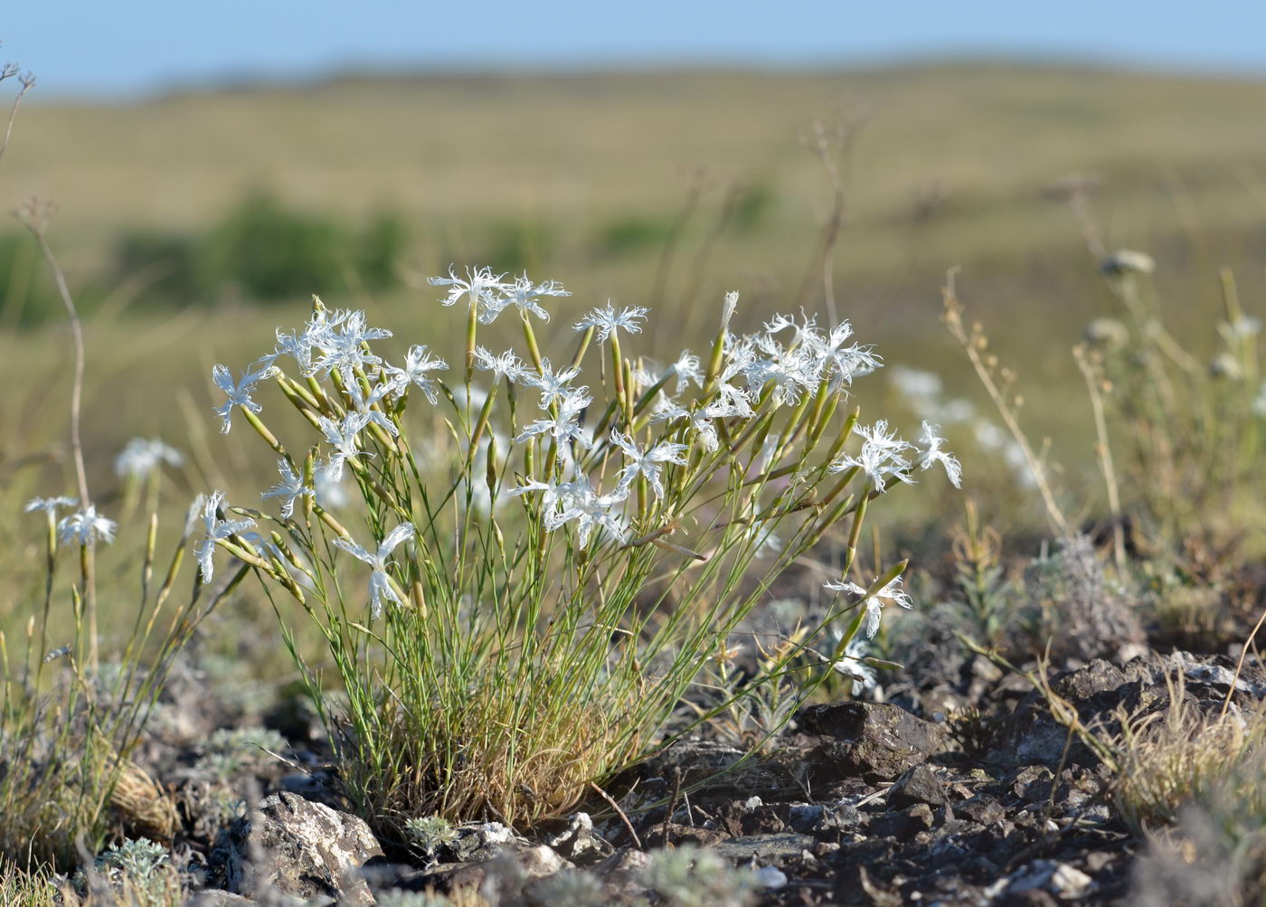 Изображение особи Dianthus klokovii.