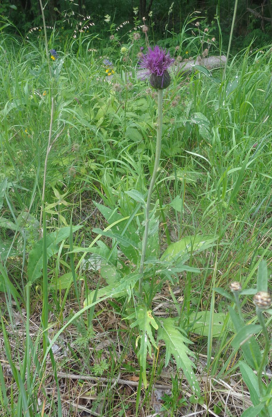 Image of Cirsium heterophyllum specimen.