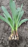 род Allium