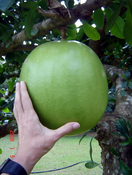Image of Crescentia cujete specimen.