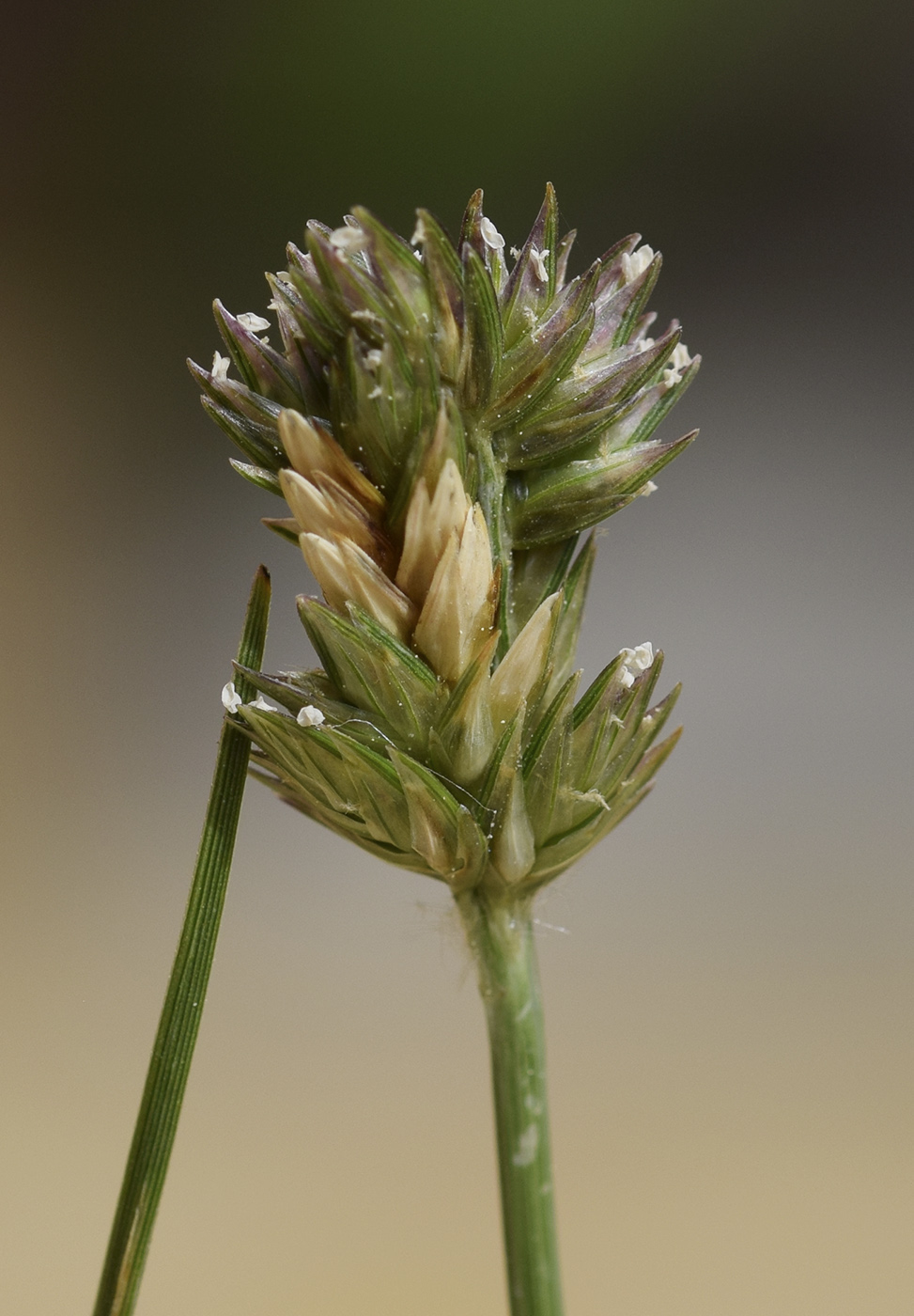 Image of Eleusine tristachya specimen.