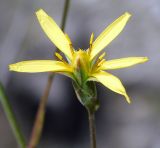 Scorzonera stricta