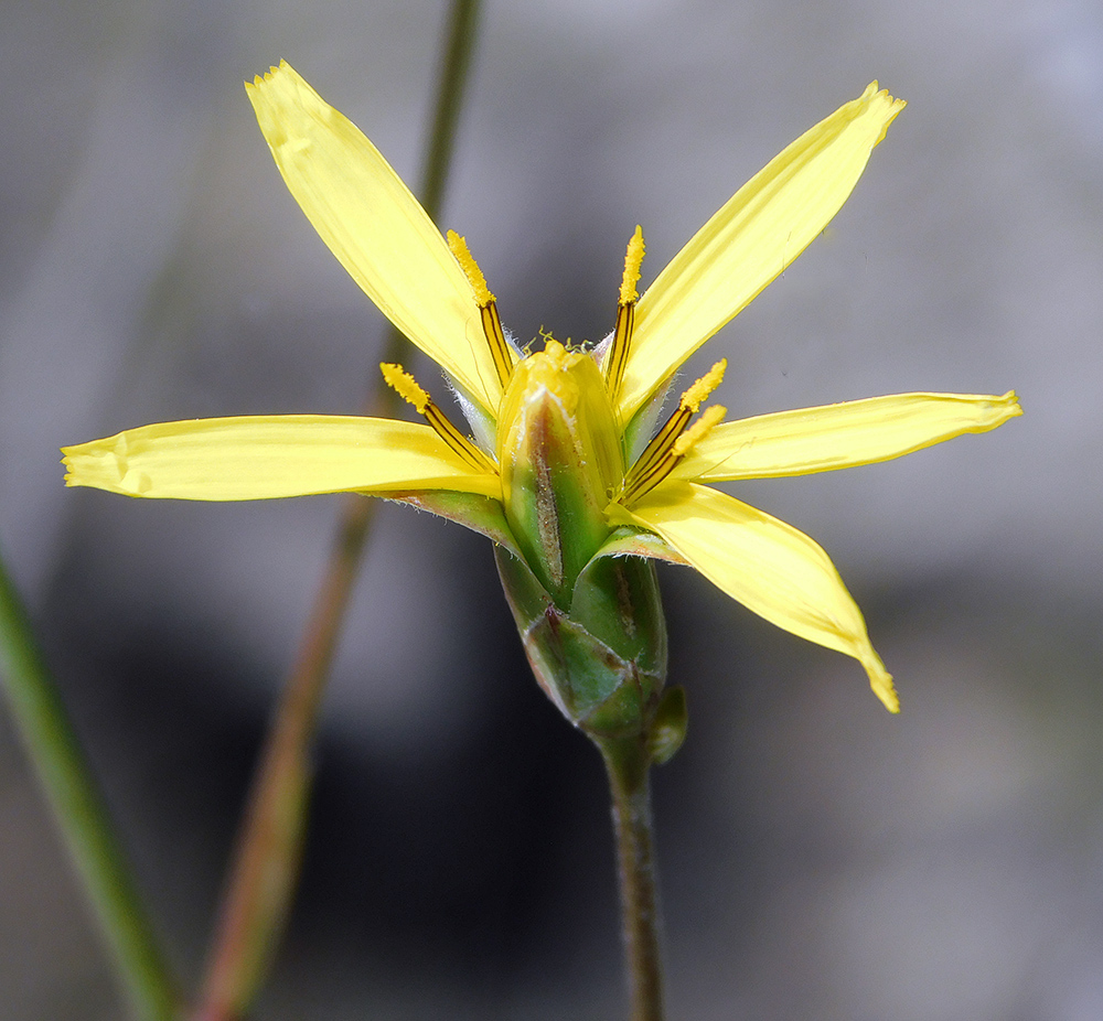 Изображение особи Scorzonera stricta.