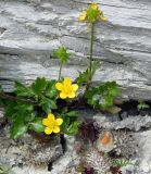 Ranunculus trachycarpus