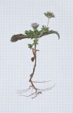 Image of taxon representative. Author is Татьяна Мальчинская