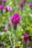 Trifolium purpureum. Верхушка побега с соцветием. Израиль, лес Бен-Шемен. 20.04.2019.