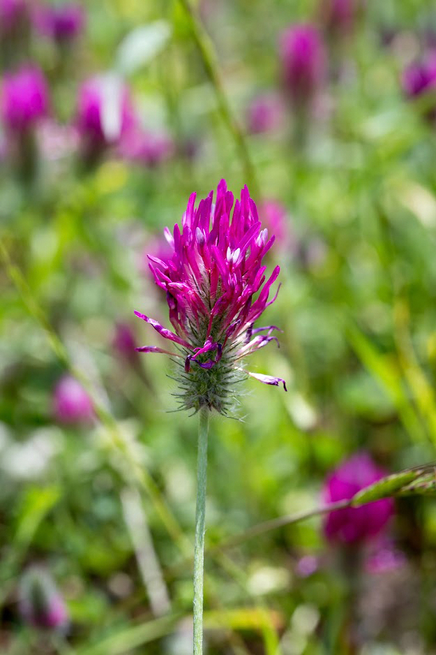 Изображение особи Trifolium purpureum.