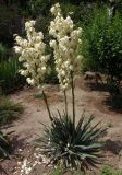 Yucca filamentosa. Цветущее растение. Украина, г. Запорожье, озеленение двора многоэтажного дома. 21.06.2020.