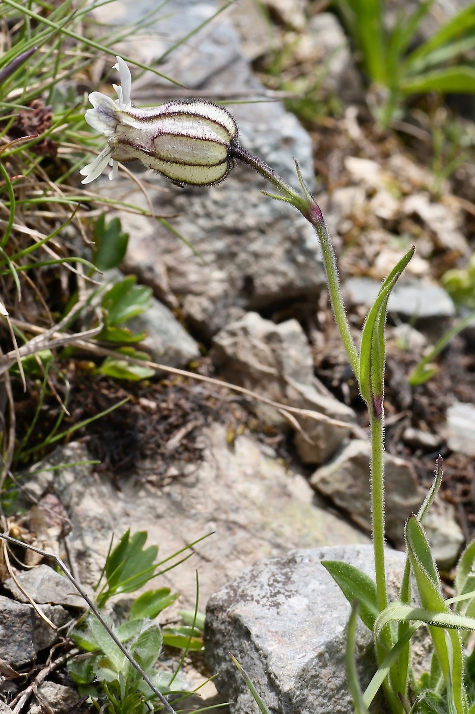 Изображение особи Gastrolychnis gonosperma.