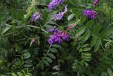 Vicia amoena