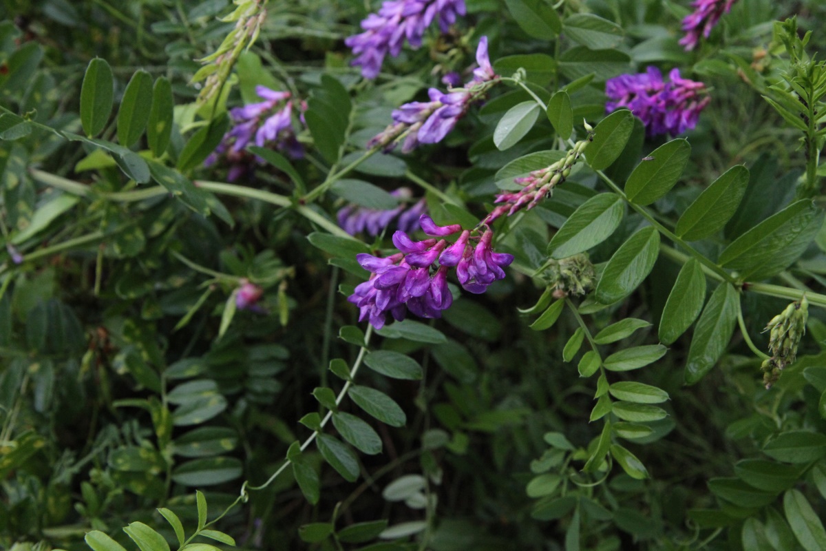 Image of Vicia amoena specimen.