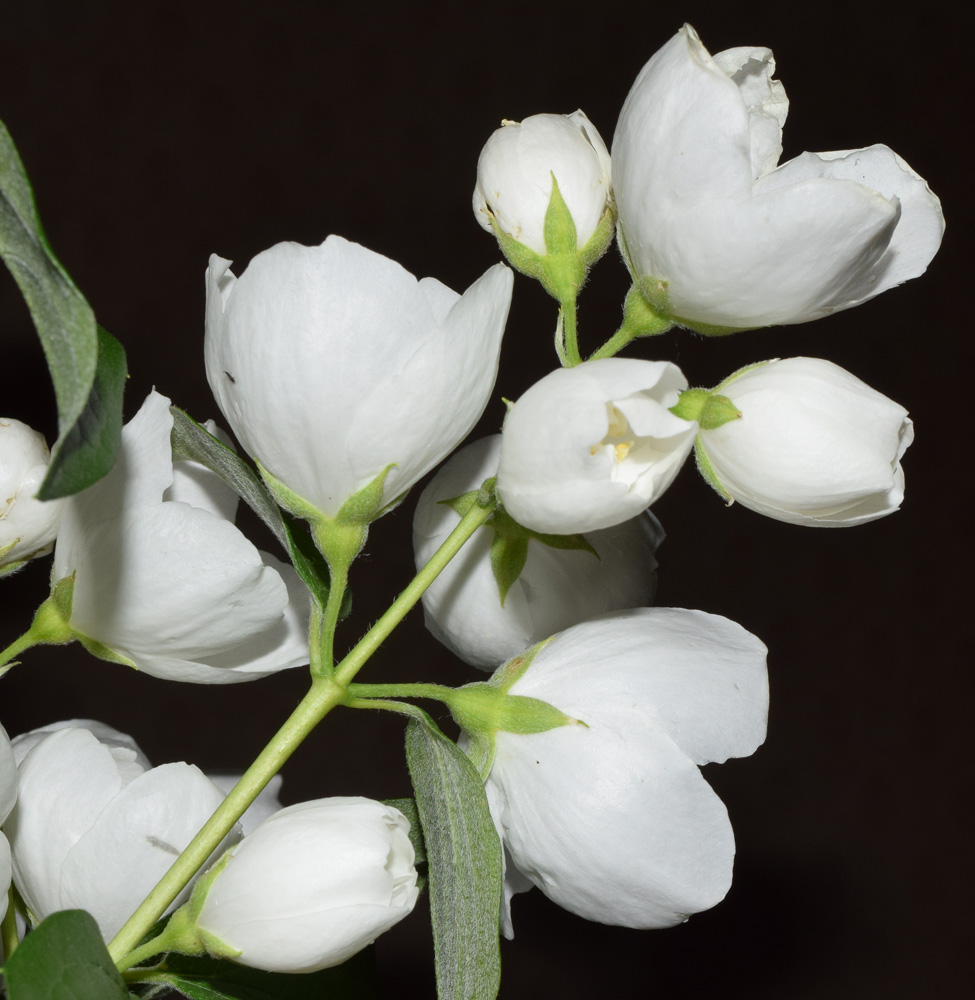 Image of Philadelphus inodorus specimen.