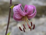 Lilium martagon. Цветок. Испания, автономное сообщество Каталония, провинция Барселона, комарка Бергеда, муниципалитет Сальдес, подножие горы Педрафорка, окр. смотр. площадки \"Гресолет\", 1557 м н.у.м., подножие каменистого склона северной экспозиции. 16.07.2020.