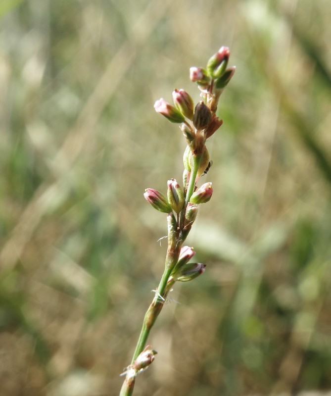 Image of Polygonum patulum specimen.