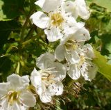 Crataegus chlorocarpa