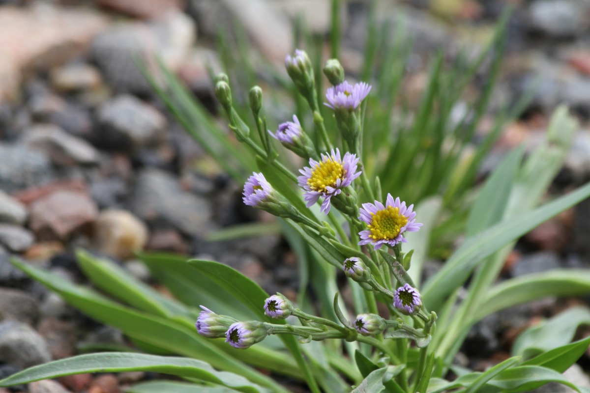 Image of Tripolium pannonicum ssp. tripolium specimen.