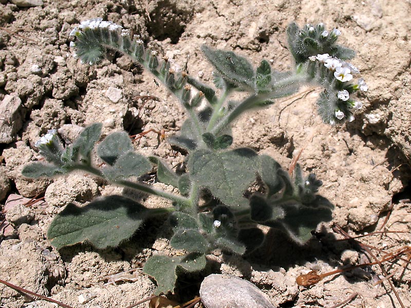 Image of Heliotropium hirsutissimum specimen.