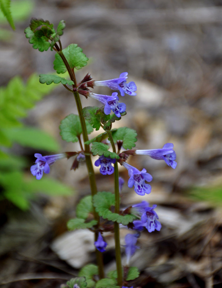 Изображение особи Glechoma hederacea.