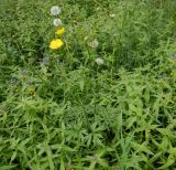Ranunculus polyanthemos