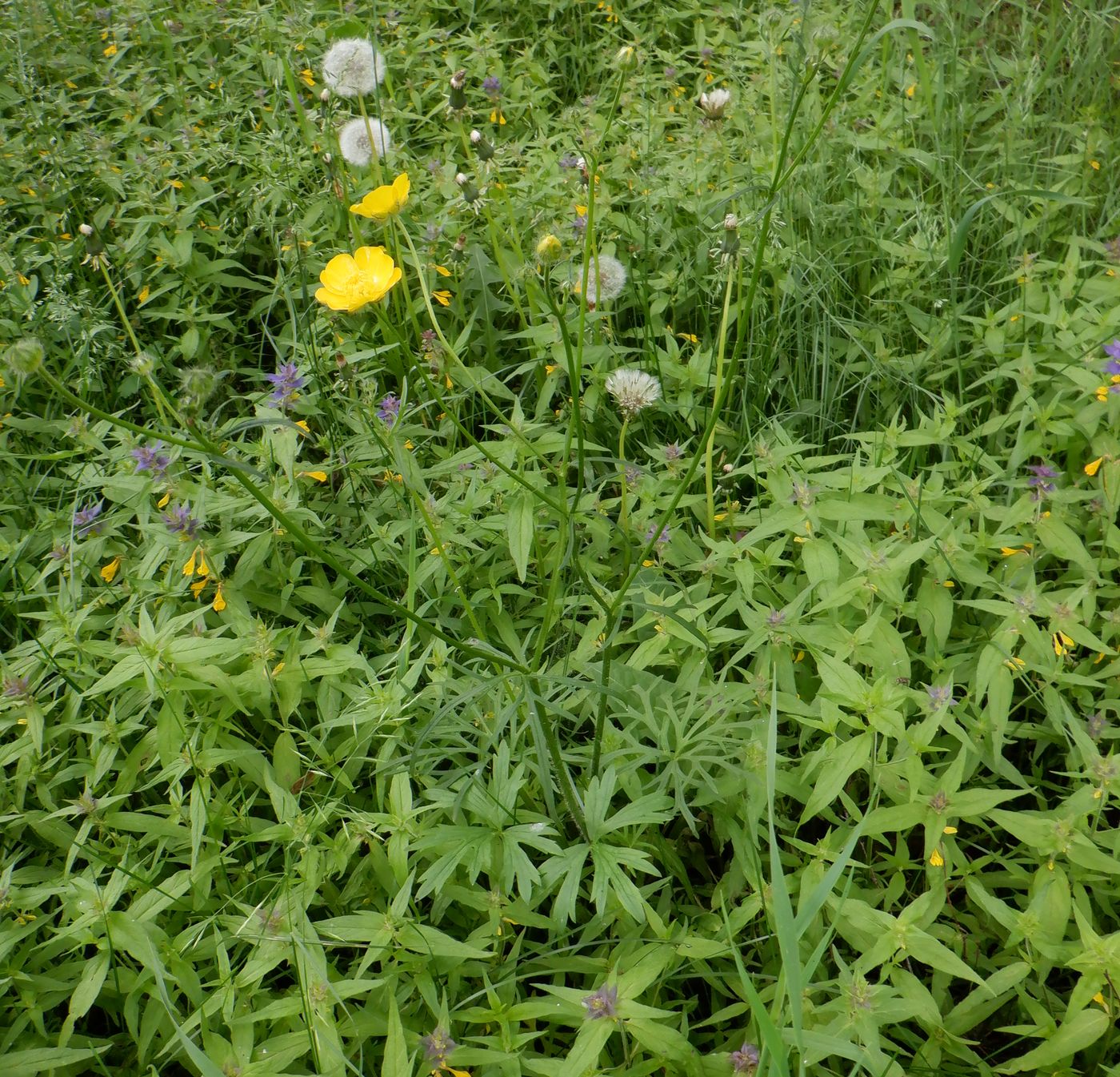 Image of Ranunculus polyanthemos specimen.