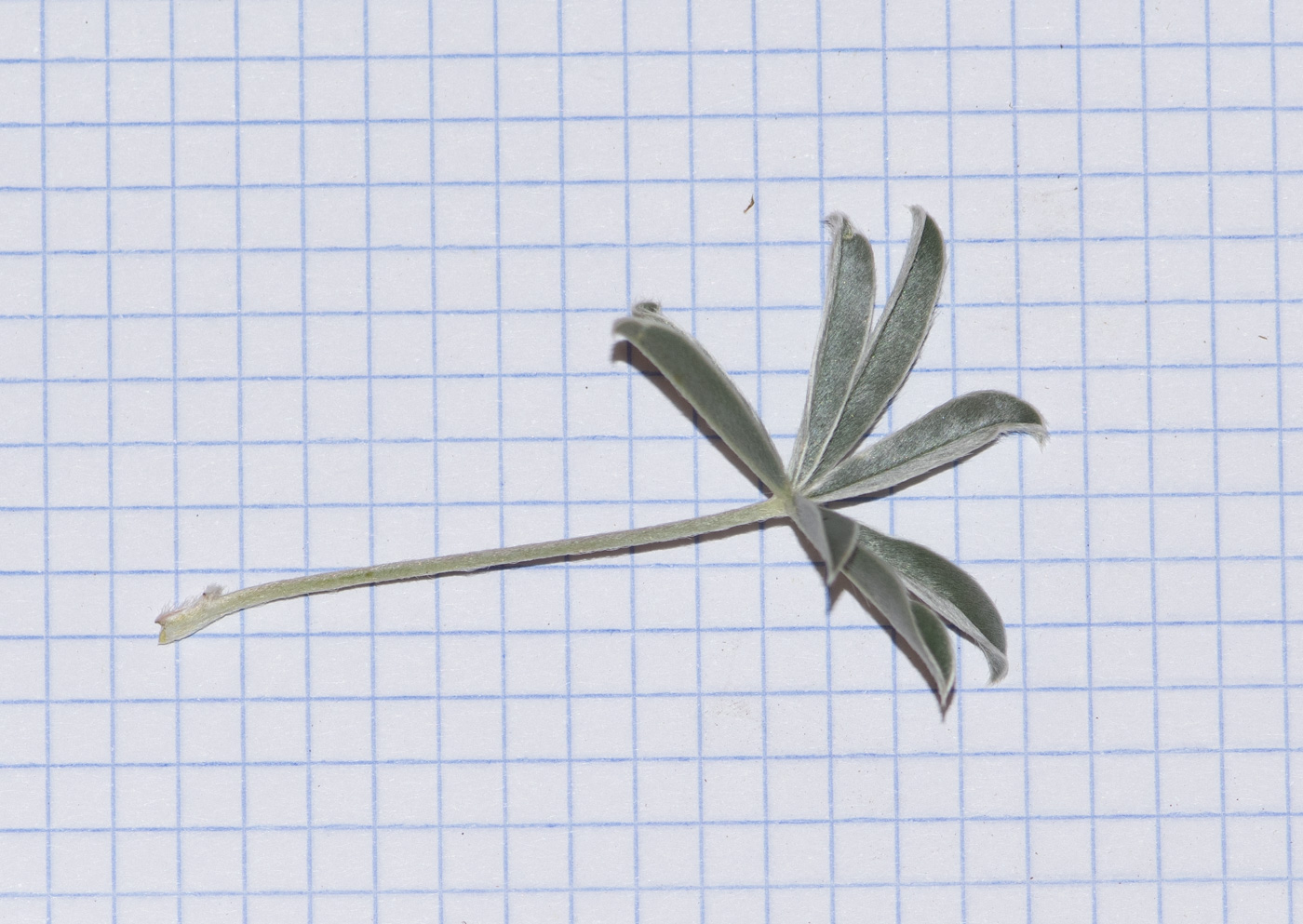 Image of Lupinus mutabilis specimen.