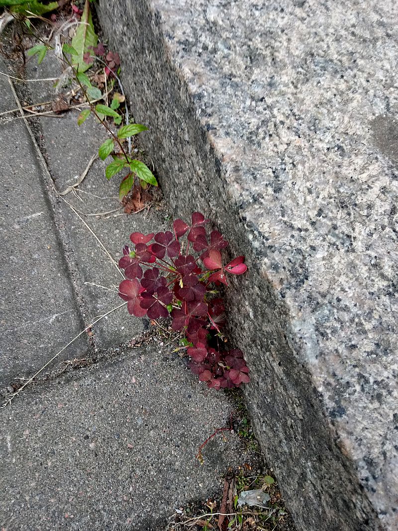 Image of Oxalis stricta specimen.