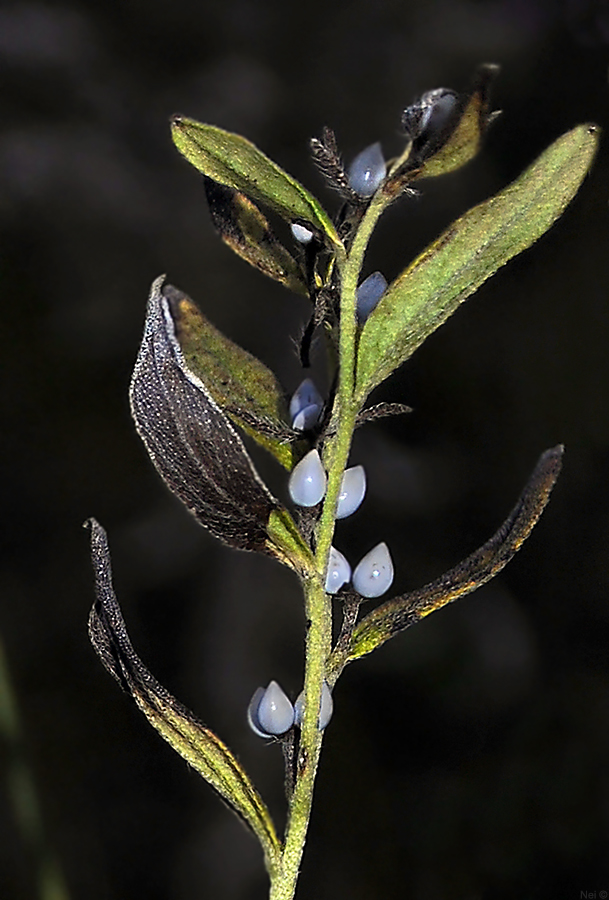 Image of Lithospermum officinale specimen.