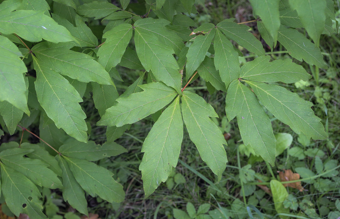 Изображение особи Acer triflorum.