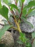 genus Salix. Повреждённая ветвь с молодыми побегами. Кабардино-Балкария, Эльбрусский р-н, долина р. Ирикчат, ок. 2800 м н.у.м., каменистое место у ручья. 06.07.2020.