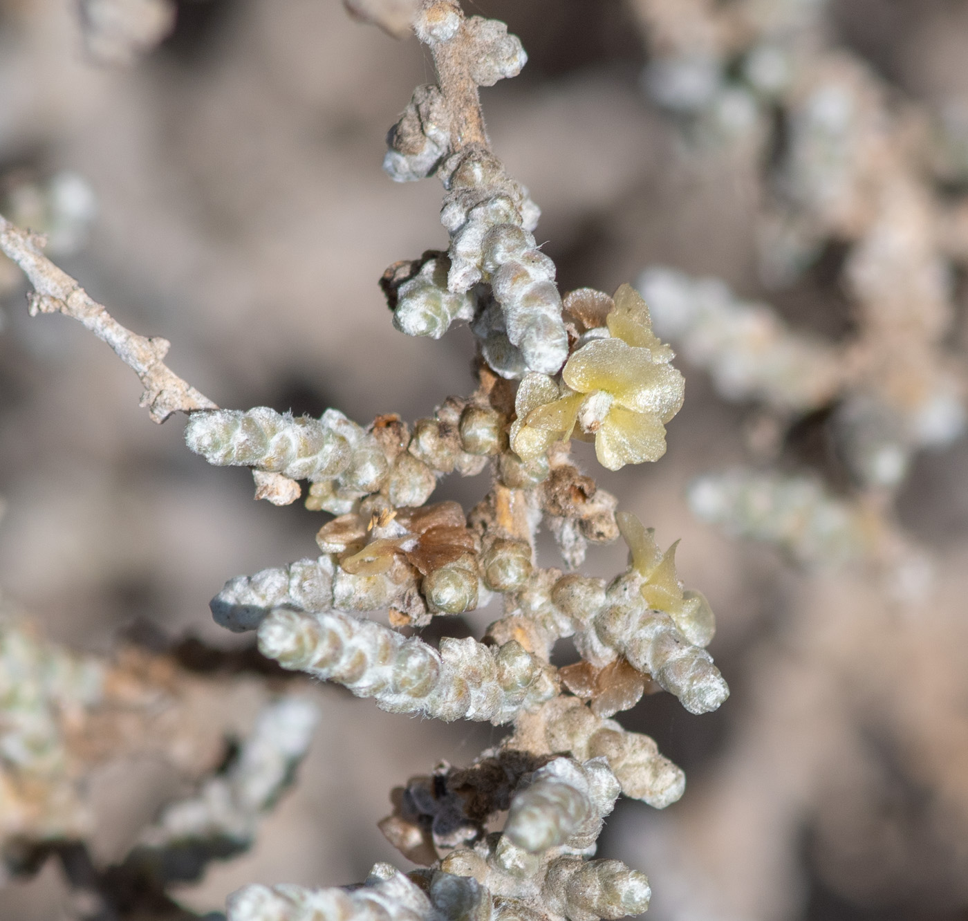 Image of genus Salsola specimen.