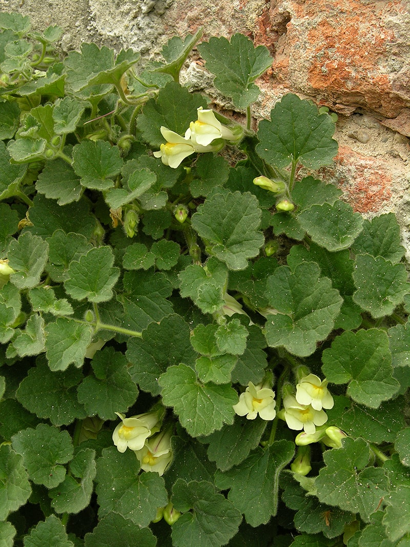 Image of Asarina procumbens specimen.