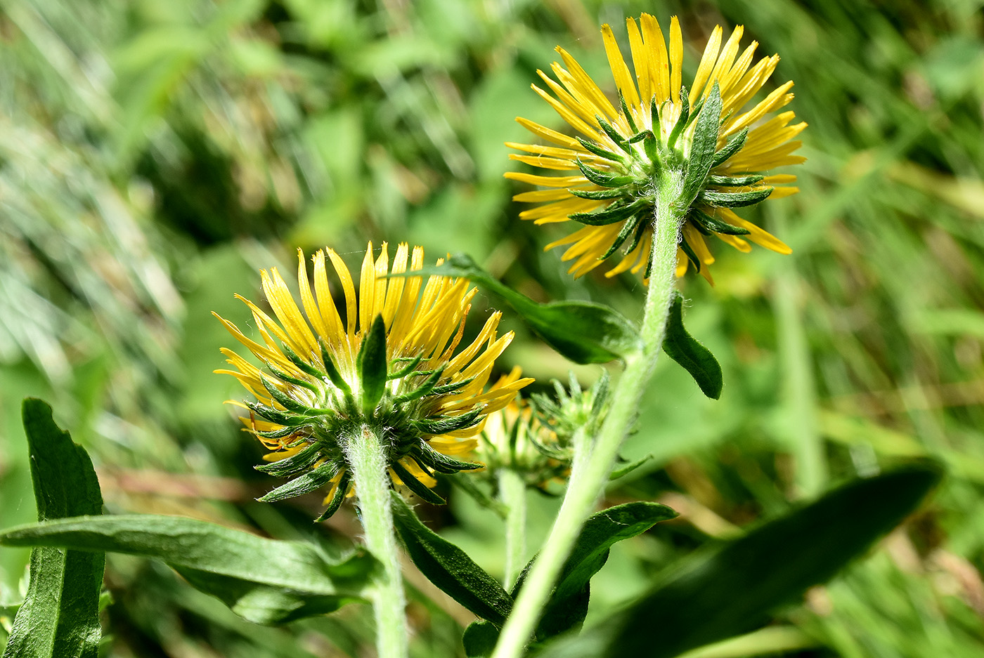 Изображение особи Inula britannica.