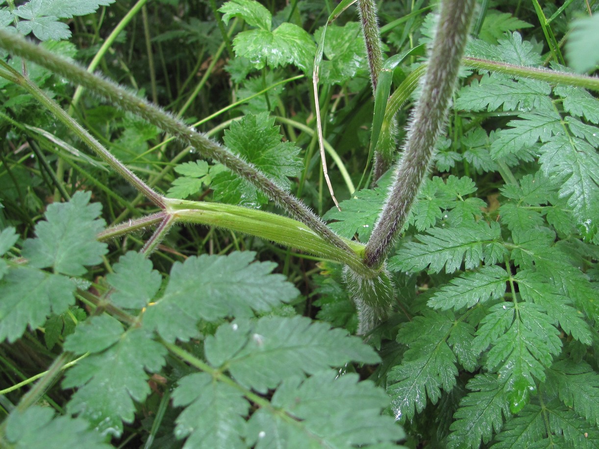 Image of Chaerophyllum aureum specimen.
