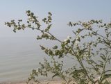 Atriplex aucheri. Верхушка плодоносящего растения. Краснодарский край, Ейский р-н, берег Ясенского залива, ракушечный пляж. 24.08.2010.