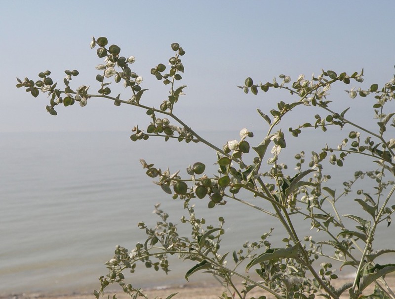 Image of Atriplex aucheri specimen.