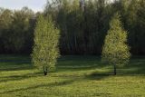 Betula pendula