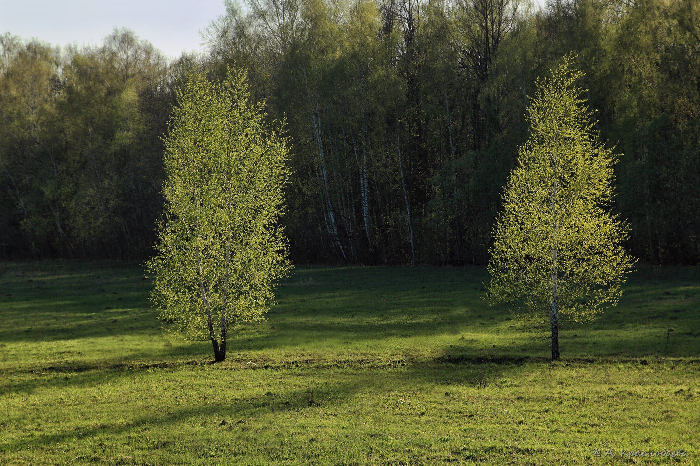 Изображение особи Betula pendula.