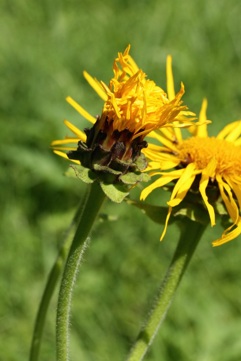 Изображение особи Inula helenium.