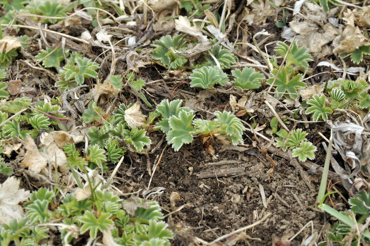 Image of genus Alchemilla specimen.