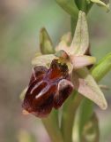 Ophrys mammosa subspecies caucasica. Цветок. Краснодарский край, м/о город-курорт Анапа, окр. с. Большой Утриш, можжевеловый лес. 3 мая 2021 г.