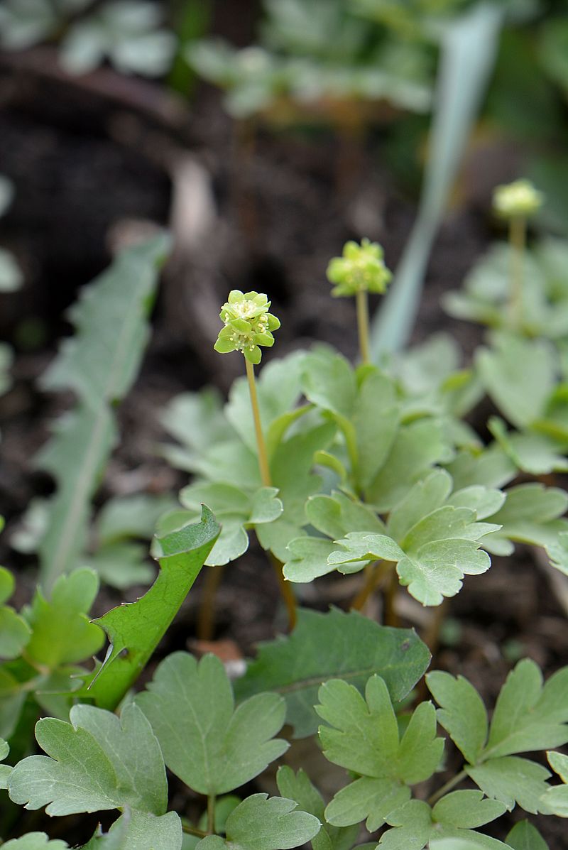 Image of Adoxa moschatellina specimen.