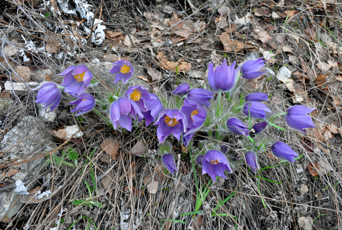 Изображение особи Pulsatilla patens.