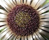 Carlina acaulis