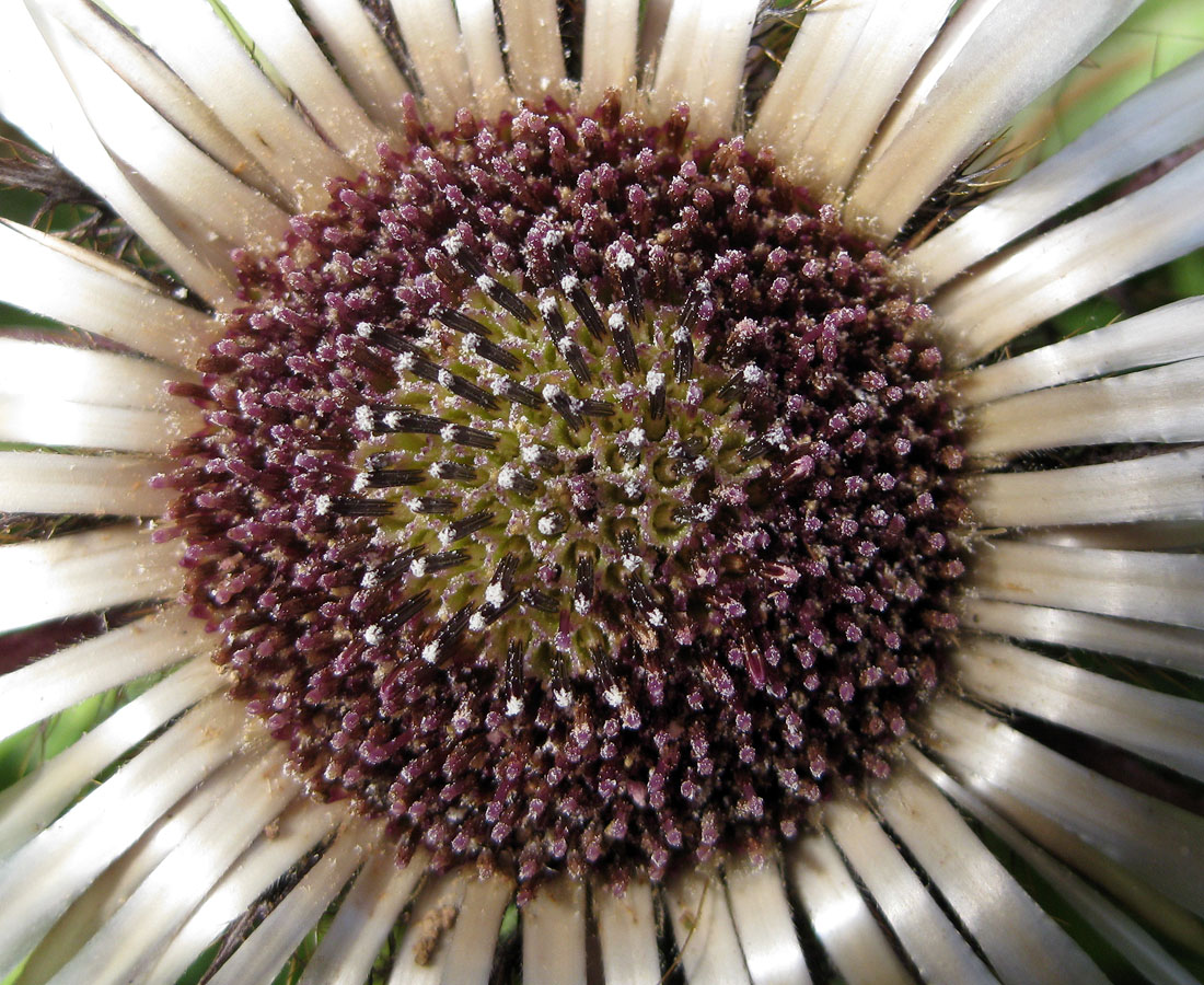 Изображение особи Carlina acaulis.