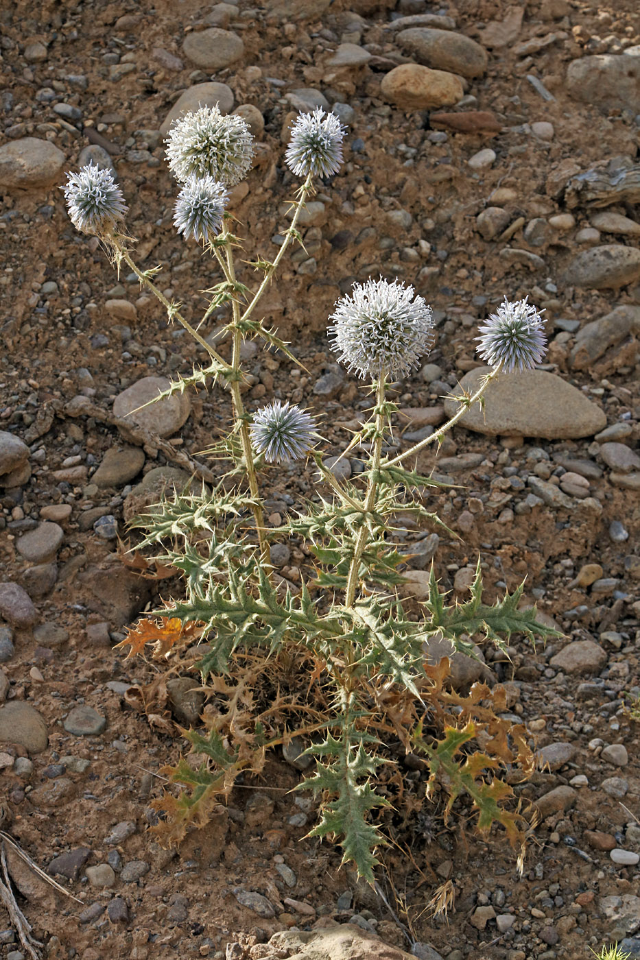 Изображение особи Echinops leucographus.